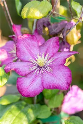 Waldrebe 'Ville de Lyon' - Clematis 'Ville de Lyon'