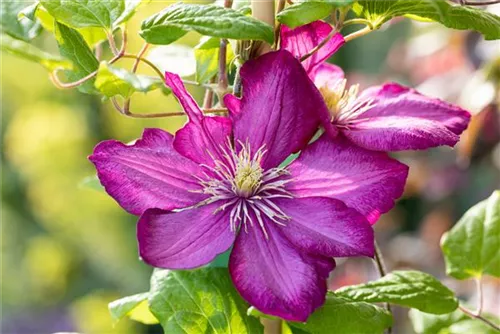 Waldrebe 'Ville de Lyon' - Clematis 'Ville de Lyon'