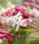 Japanischer Losbaum - Clerodendrum trichotomum