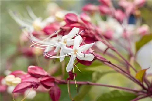 Japanischer Losbaum - Clerodendrum trichotomum