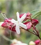 Japanischer Losbaum - Clerodendrum trichotomum