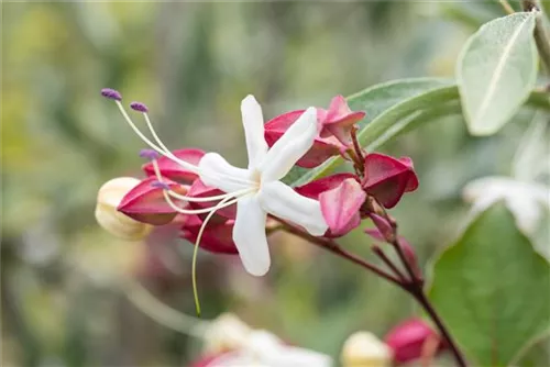 Japanischer Losbaum - Clerodendrum trichotomum