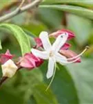 Japanischer Losbaum - Clerodendrum trichotomum