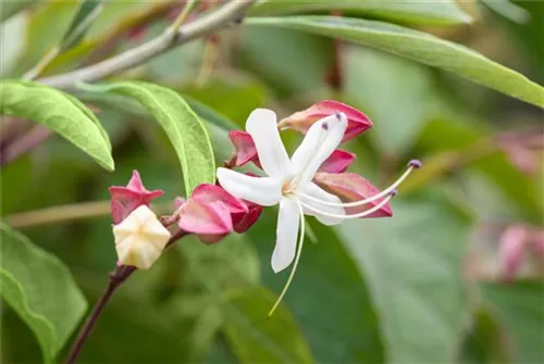 Japanischer Losbaum - Clerodendrum trichotomum