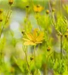 Quirlblättriges Garten-Mädchenauge - Coreopsis verticillata 'Zagreb'