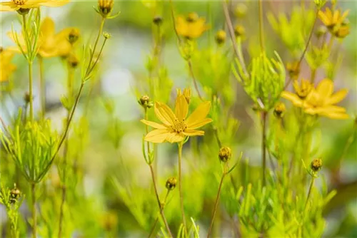 Quirlblättriges Garten-Mädchenauge - Coreopsis verticillata 'Zagreb'