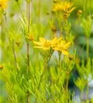 Quirlblättriges Garten-Mädchenauge - Coreopsis verticillata 'Zagreb'