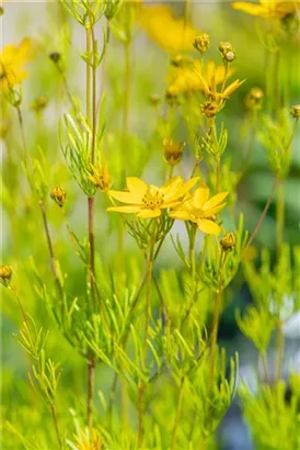 Quirlblättriges Garten-Mädchenauge - Coreopsis verticillata 'Zagreb'