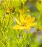 Quirlblättriges Garten-Mädchenauge - Coreopsis verticillata 'Zagreb'