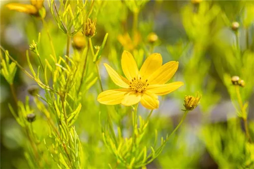 Quirlblättriges Garten-Mädchenauge - Coreopsis verticillata 'Zagreb'