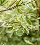 Weißbunter Hartriegel - Cornus alba 'Elegantissima' - Wildgehölze