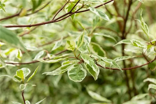 Weißbunter Hartriegel - Cornus alba 'Elegantissima' - Wildgehölze