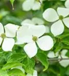 Jap.Blumen-Hartriegel - Cornus kousa 'Norman Haddon'