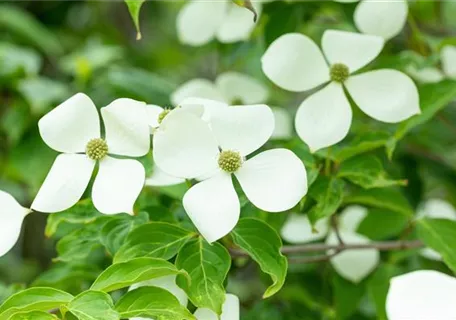 Cornus kousa 'Norman Haddon' - Jap.Blumen-Hartriegel