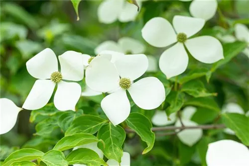 Jap.Blumen-Hartriegel - Cornus kousa 'Norman Haddon'