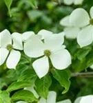 Jap.Blumen-Hartriegel - Cornus kousa 'Norman Haddon'