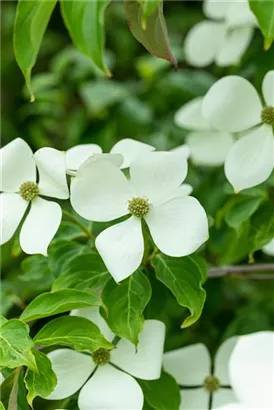 Jap.Blumen-Hartriegel - Cornus kousa 'Norman Haddon'