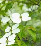 Jap.Blumen-Hartriegel - Cornus kousa 'Norman Haddon'