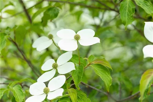 Jap.Blumen-Hartriegel - Cornus kousa 'Norman Haddon'