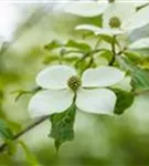 Jap.Blumen-Hartriegel - Cornus kousa 'Norman Haddon'