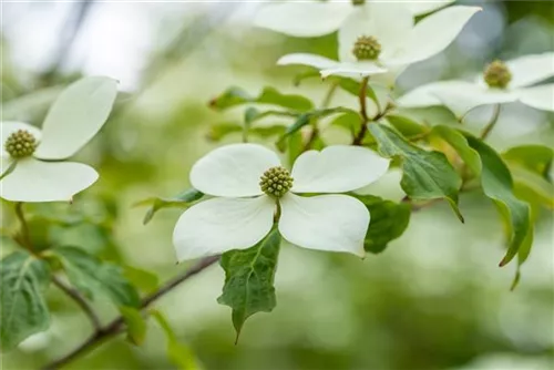 Jap.Blumen-Hartriegel - Cornus kousa 'Norman Haddon'