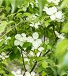 Jap.Blumen-Hartriegel - Cornus kousa 'Norman Haddon'