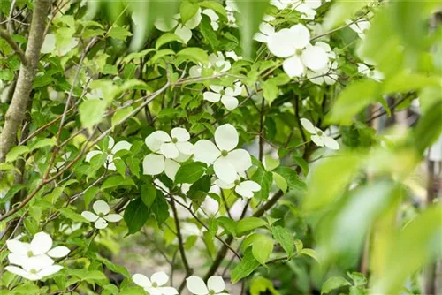 Jap.Blumen-Hartriegel - Cornus kousa 'Norman Haddon'