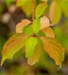 Roter Hartriegel 'Winter Beauty' - Cornus sanguinea 'Winter Beauty'