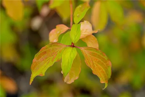 Roter Hartriegel 'Winter Beauty' - Cornus sanguinea 'Winter Beauty'