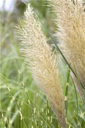 Pampasgras - Cortaderia selloana, gen.