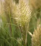 Pampasgras - Cortaderia selloana, gen.