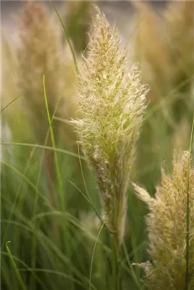 Pampasgras - Cortaderia selloana, gen.