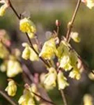 Niedrige Scheinhasel - Corylopsis pauciflora