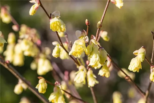 Niedrige Scheinhasel - Corylopsis pauciflora