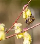 Niedrige Scheinhasel - Corylopsis pauciflora