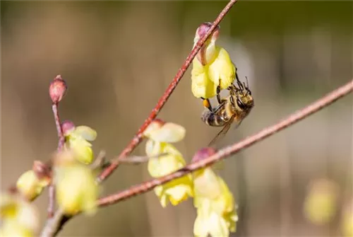 Niedrige Scheinhasel - Corylopsis pauciflora