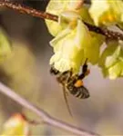 Niedrige Scheinhasel - Corylopsis pauciflora