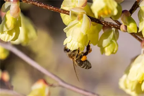 Niedrige Scheinhasel - Corylopsis pauciflora