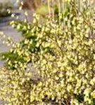 Niedrige Scheinhasel - Corylopsis pauciflora