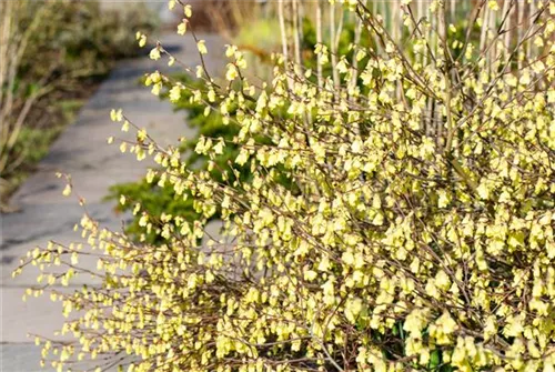 Niedrige Scheinhasel - Corylopsis pauciflora