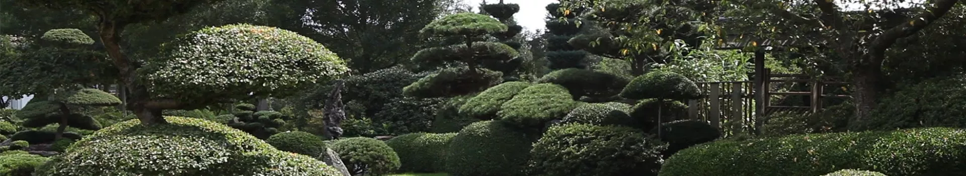 Gartengestaltung - Japangarten