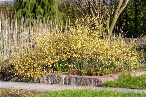 Niedrige Scheinhasel - Corylopsis pauciflora