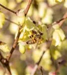 Niedrige Scheinhasel - Corylopsis pauciflora