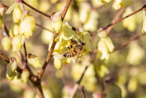 Niedrige Scheinhasel - Corylopsis pauciflora