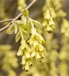 Niedrige Scheinhasel - Corylopsis pauciflora