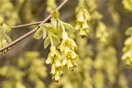 Niedrige Scheinhasel - Corylopsis pauciflora