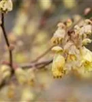 Niedrige Scheinhasel - Corylopsis pauciflora