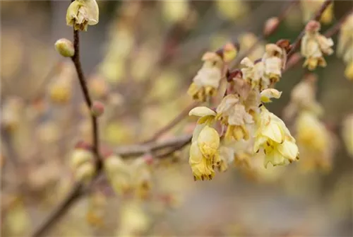 Niedrige Scheinhasel - Corylopsis pauciflora