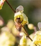 Niedrige Scheinhasel - Corylopsis pauciflora