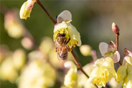 Niedrige Scheinhasel - Corylopsis pauciflora